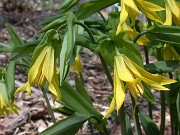 Uvularia grandiflora 0003