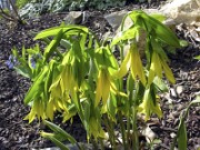 Uvularia grandiflora 0004