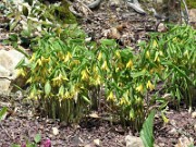 Uvularia grandiflora 0006