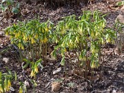 Uvularia grandiflora 0007