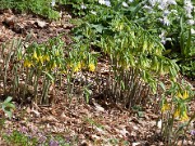 Uvularia grandiflora 20100001
