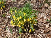 Uvularia grandiflora 20100002