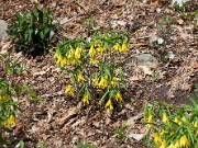 Uvularia grandiflora 20100003