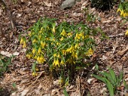 Uvularia grandiflora 20100004