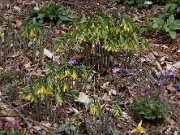 Uvularia grandiflora 20110001