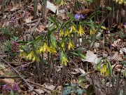 Uvularia grandiflora 20110002