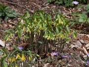Uvularia grandiflora 20110004