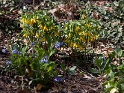 Uvularia grandiflora 20110005