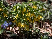 Uvularia grandiflora 20110006