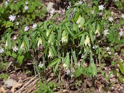 Uvularia grandiflora pale form 20100001