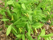 Uvularia perfoliata 0002