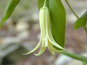 Uvularia perfoliata