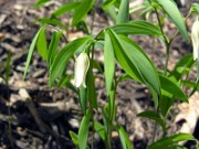 Uvularia sessilifolia