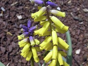 Muscari