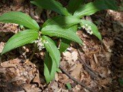 Smilacina