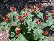 Spigelia marilandica 0002