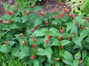 Spigelia marilandica 0008