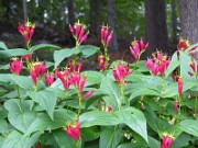 Spigelia marilandica 0009