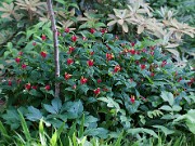 Spigelia marilandica 20110001