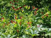 Spigelia marilandica 20220605 0001