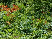 Spigelia marilandica 20220605 0005