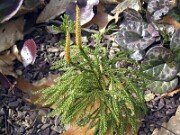 Dendrolycopodium