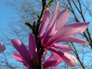 Magnolia Ann 0009