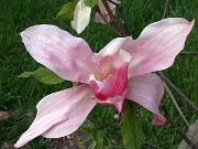 Magnolia Daybreak 0002