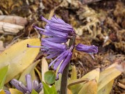 Heloniopsis tubiflora Temple Blue 20180401 0003