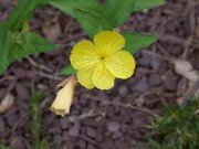 Oenothera