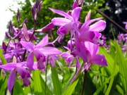 Bletilla striata 0009