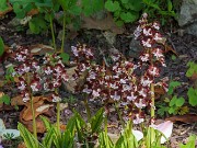 Calanthe discolor 20180503 0001