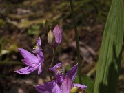 Calopogon tuberosus 20180618 0004