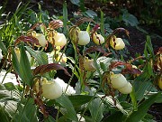 Cypripedium kentuckiense 0001