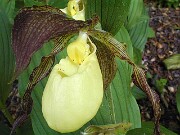 Cypripedium kentuckiense 0003