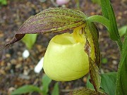 Cypripedium kentuckiense 0005