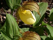 Cypripedium kentuckiense 0010