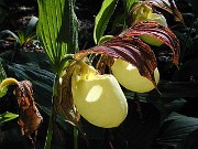 Cypripedium kentuckiense 0011