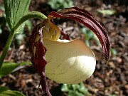 Cypripedium kentuckiense 0012