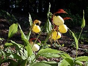 Cypripedium kentuckiense 0018