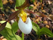 Cypripedium montanum 1003