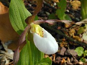 Cypripedium montanum 1004