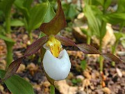Cypripedium montanum 1005
