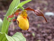 Cypripedium parviflorum var. parviflorum 0002