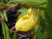 Cypripedium parviflorum var. pubescens 0004