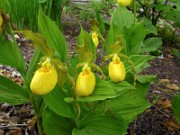 Cypripedium parviflorum var. pubescens 0015