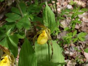 Cypripedium parviflorum var. pubescens 20120429_0002