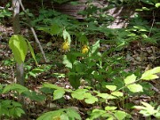 Cypripedium parviflorum var. pubescens 20120429_0003