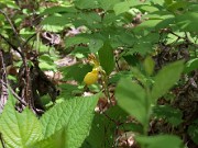 Cypripedium parviflorum var. pubescens 20120429_0004