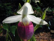 Cypripedium reginae 0006